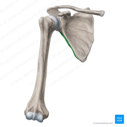 Borda lateral da escápula (Margo lateralis scapulae); Imagem: Yousun Koh