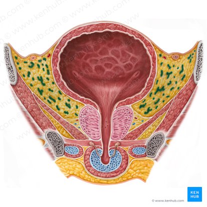 Plexus venosus vesicalis (Harnblasenvenengeflecht); Bild: Irina Münstermann