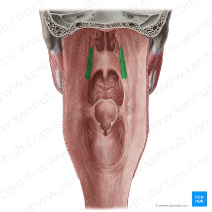 Salpingopharyngeal fold (Plica salpingopharyngea); Image: Yousun Koh