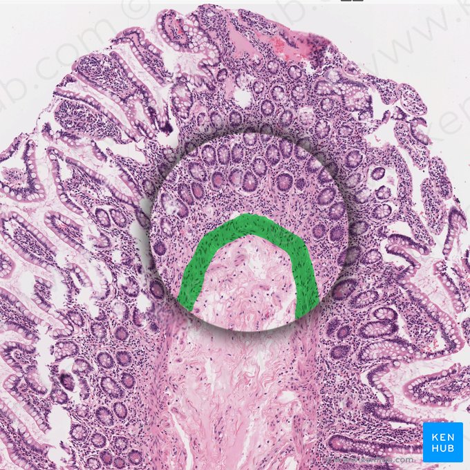 Lamina muscularis mucosae (Tunica muscularis mucosae); Bild: 
