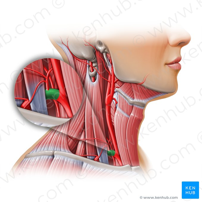 Subclavian artery (Arteria subclavia); Image: Paul Kim