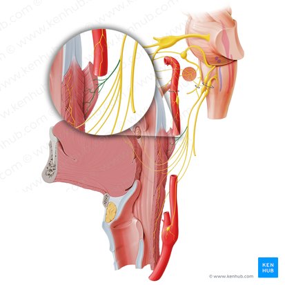 Stylopharyngeal branch of glossopharyngeal nerve (Ramus stylopharyngeus nervi glossopharyngei); Image: Paul Kim