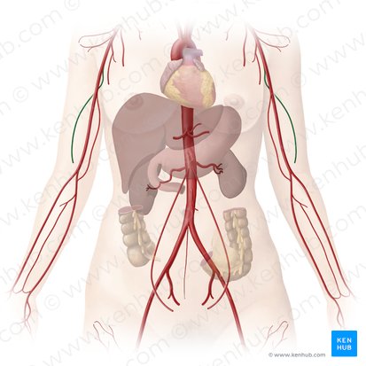 Deep brachial artery (Arteria profunda brachii); Image: Begoña Rodriguez