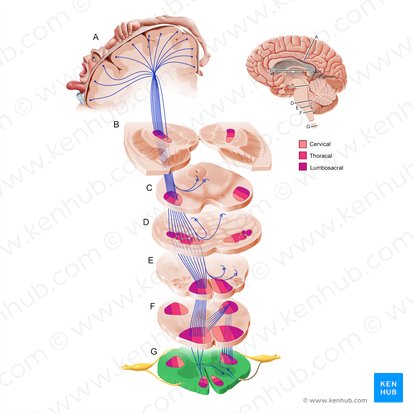 Médula espinal (Medulla spinalis); Imagen: Paul Kim