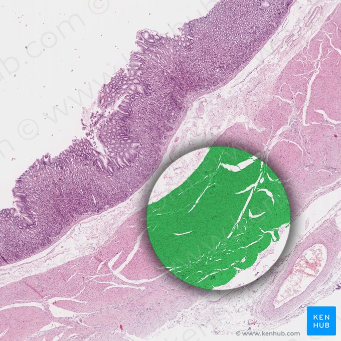 Capa muscular (Tunica muscularis); Imagen: 