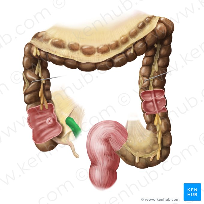 Terminal part of ileum (Pars terminalis ilei); Image: Begoña Rodriguez