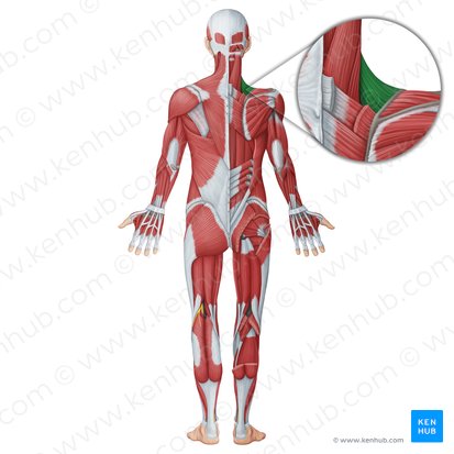 Músculo elevador de la escápula (Musculus levator scapulae); Imagen: Irina Münstermann