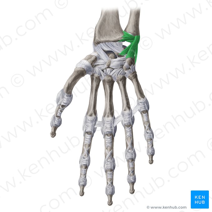 Complexo da fibrocartilagem triangular (Complexus fibrocartilagineus triangularis); Imagem: Yousun Koh