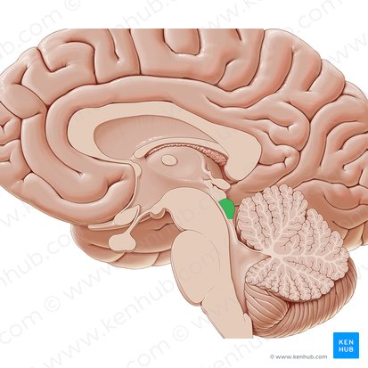 Inferior colliculus (Colliculus inferior); Image: Paul Kim