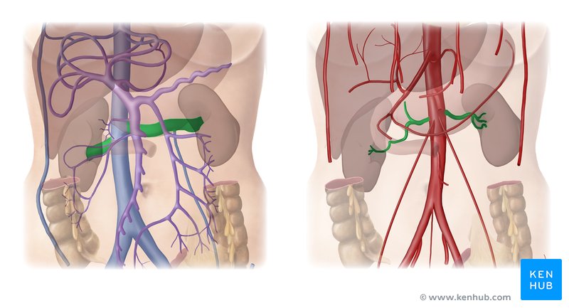 Renal Arteries & Veins - ventral view