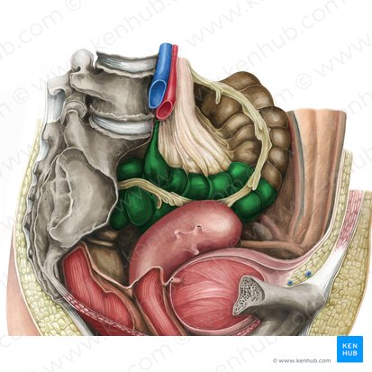 Colon sigmoideum (Sigmoid); Bild: Irina Münstermann