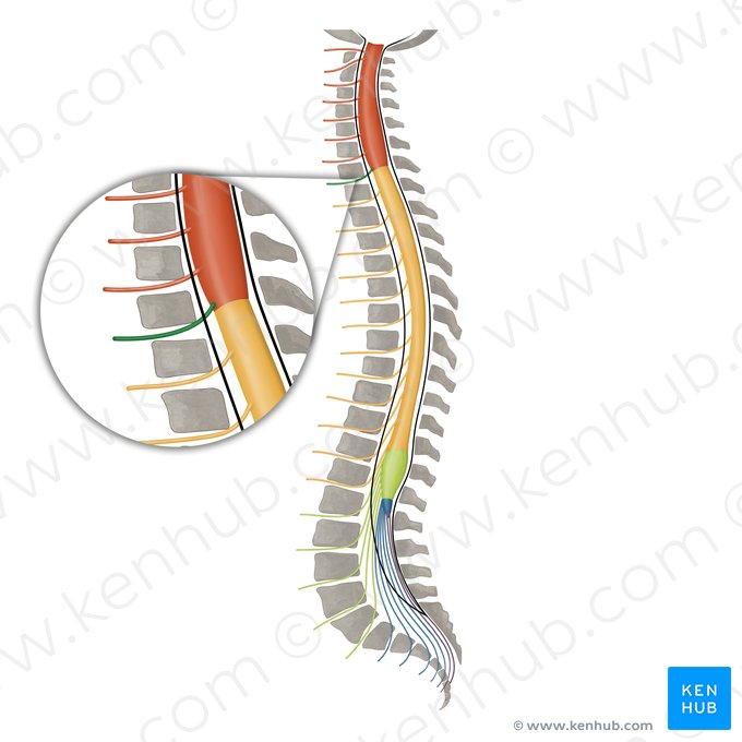 Spinal nerve C8 (Nervus spinalis C8); Image: Irina Münstermann