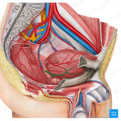 Artère vésicale inférieure droite (Arteria vesicalis inferior dextra); Image : Irina Münstermann