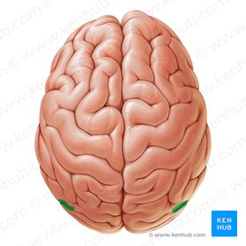 Lobes of the brain: Structure and function | Kenhub