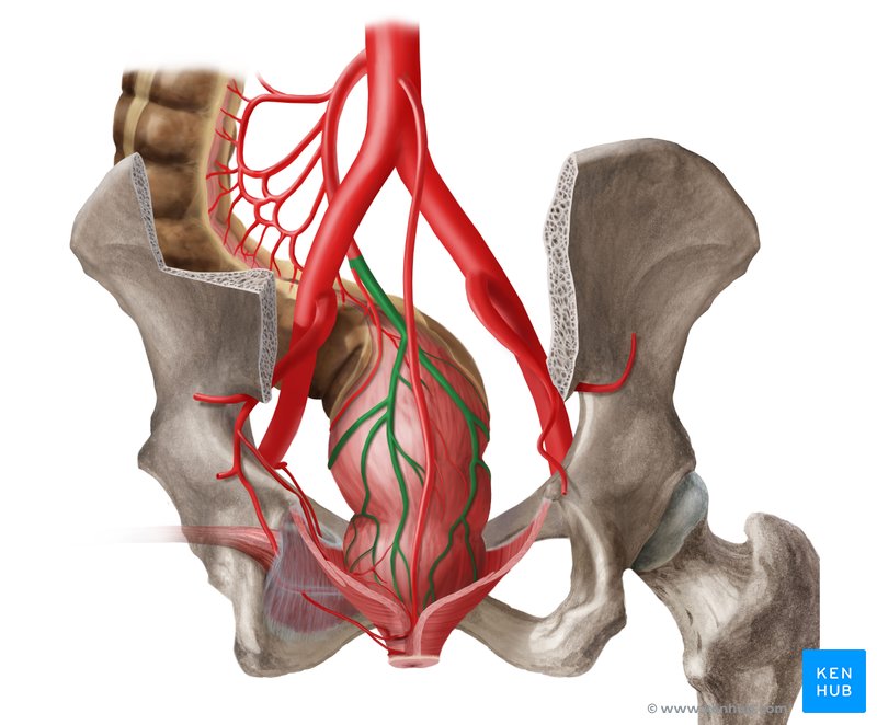 Superior rectal artery (Arteria rectalis superior)
