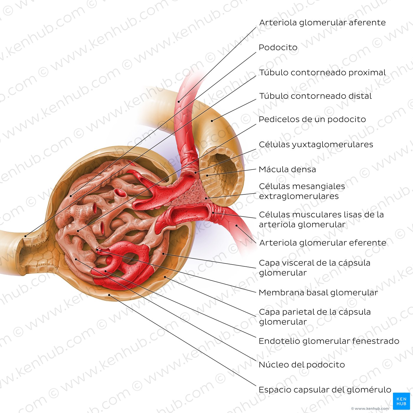 Corpúsculo renal y aparato yuxtaglomerular