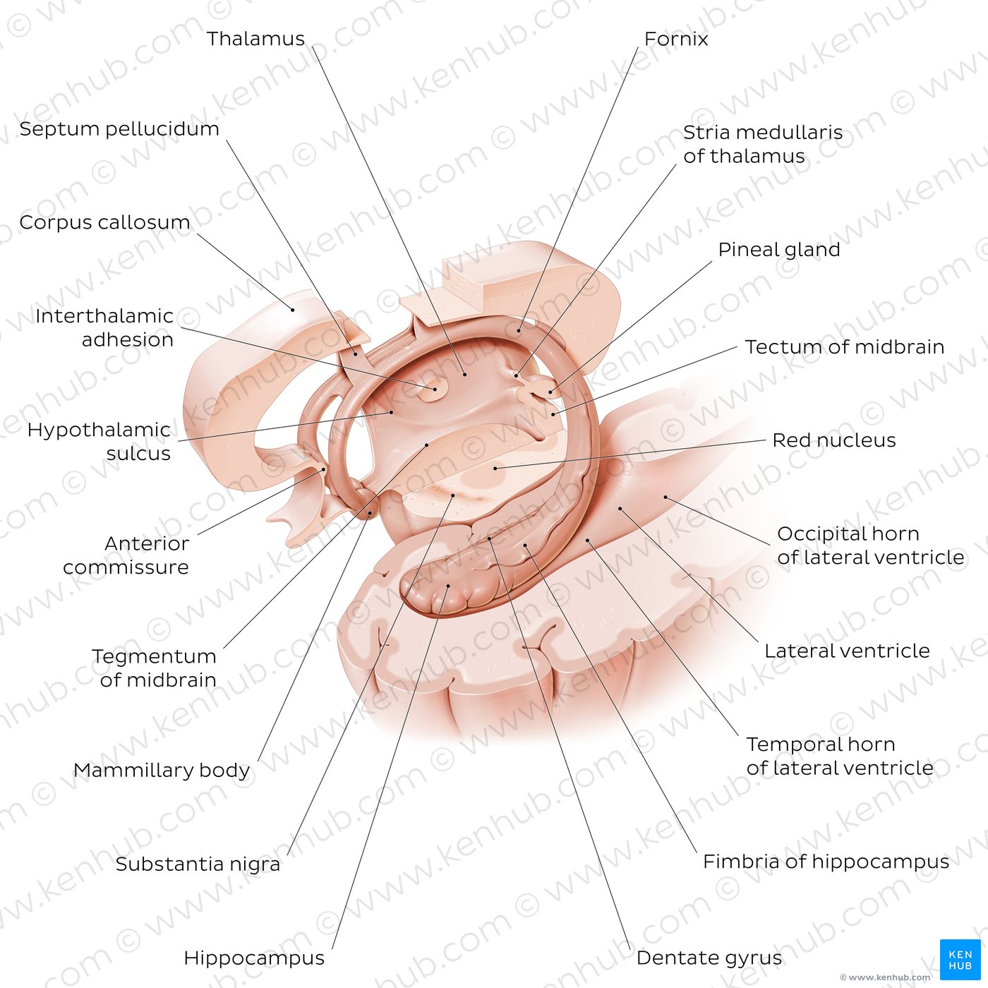 Hippocampus and fornix