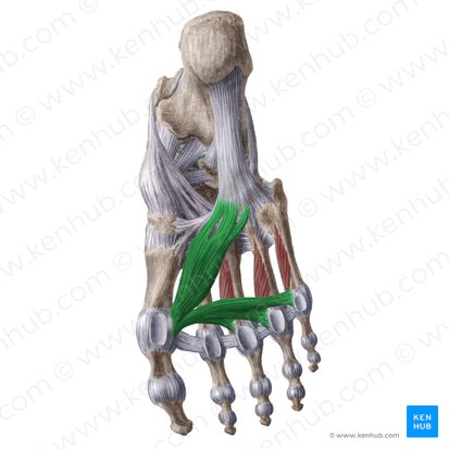 Músculo aductor del dedo gordo (Musculus adductor hallucis); Imagen: Liene Znotina