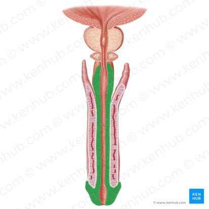 Corpo esponjoso do pênis (Corpus spongiosum penis); Imagem: Samantha Zimmerman