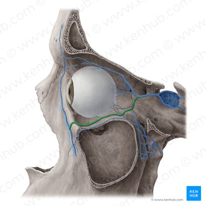 Veia oftálmica inferior (Vena ophthalmica inferior); Imagem: Yousun Koh