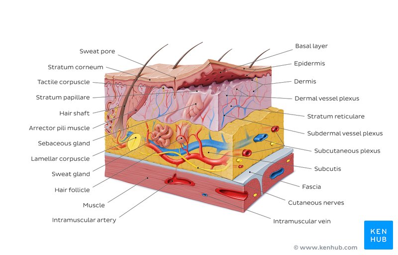 Human body systems: Overview, anatomy, functions | Kenhub