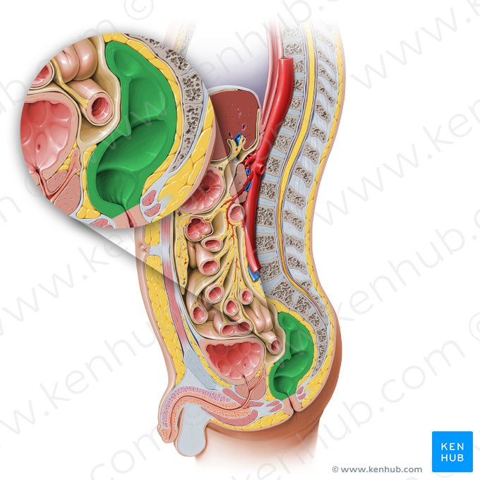 Rectum; Image: Paul Kim