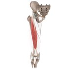 Rectus femoris muscle (3D)