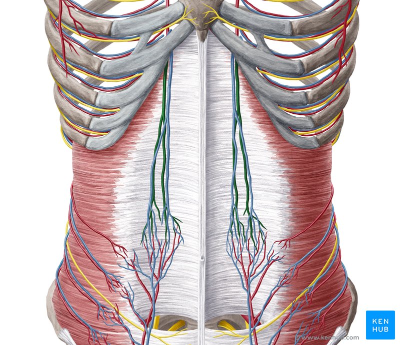 Vessels Of Anterior Abdominal Wall Epigastric vrogue.co
