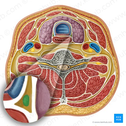 Recurrent laryngeal nerve (Nervus laryngeus recurrens); Image: Irina Münstermann