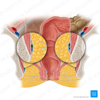 Internal pudendal artery (Arteria pudenda interna); Image: Samantha Zimmerman