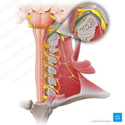 Raíz craneal del nervio accesorio (Radix cranialis nervi accessorii); Imagen: Paul Kim