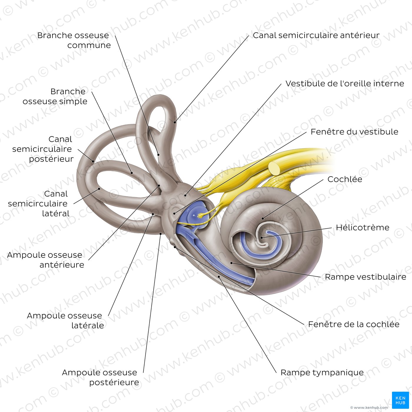 Oreille interne (schéma)