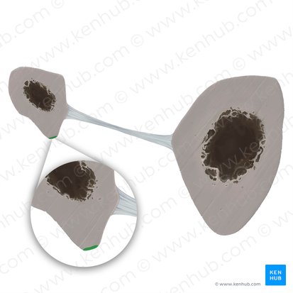 Borda anterior da fíbula (Margo anterior fibulae); Imagem: Tal Bavli Ziv
