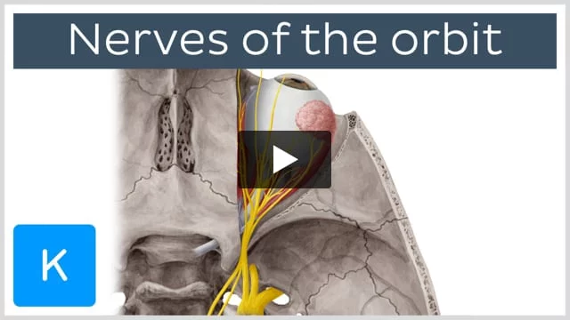 Retina  Definition, Anatomy & Function - Video & Lesson