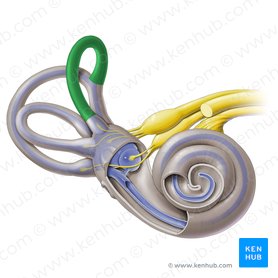 Anterior semicircular canal (Canalis semicircularis anterior); Image: Paul Kim