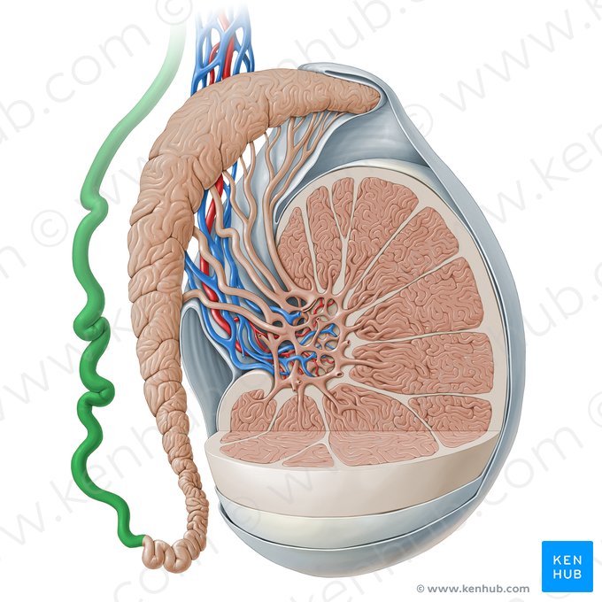 Conducto deferente (Ductus deferens); Imagen: Paul Kim