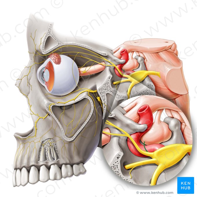 Ramo meníngeo recorrente do nervo oftálmico (Ramus tentorius nervi ophthalmici); Imagem: Paul Kim