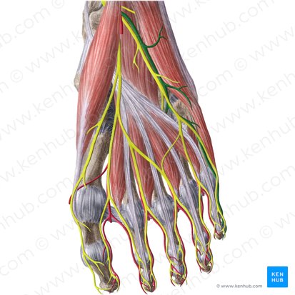 Lateral plantar artery (Arteria plantaris lateralis); Image: Liene Znotina