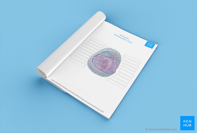 Test your knowledge of the parts of a cell with our unlabeled worksheet