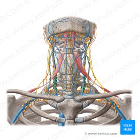 Inferior deep lateral cervical lymph nodes (Nodi lymphoidei cervicales laterales profundi inferiores); Image: Yousun Koh