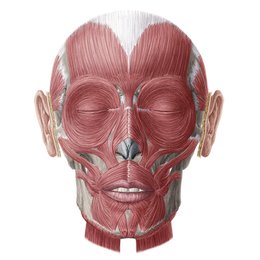 Muscles of facial expression