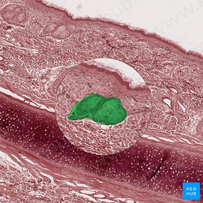 Sebaceous gland (Glandula sebacea); Image: 