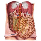 Lymphatics of the small intestine