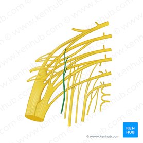 Nervio del músculo cuadrado femoral (Nervus musculi quadrati femoris); Imagen: Begoña Rodriguez