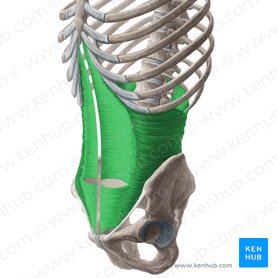 Músculo transverso del abdomen (Musculus transversus abdominis); Imagen: Yousun Koh
