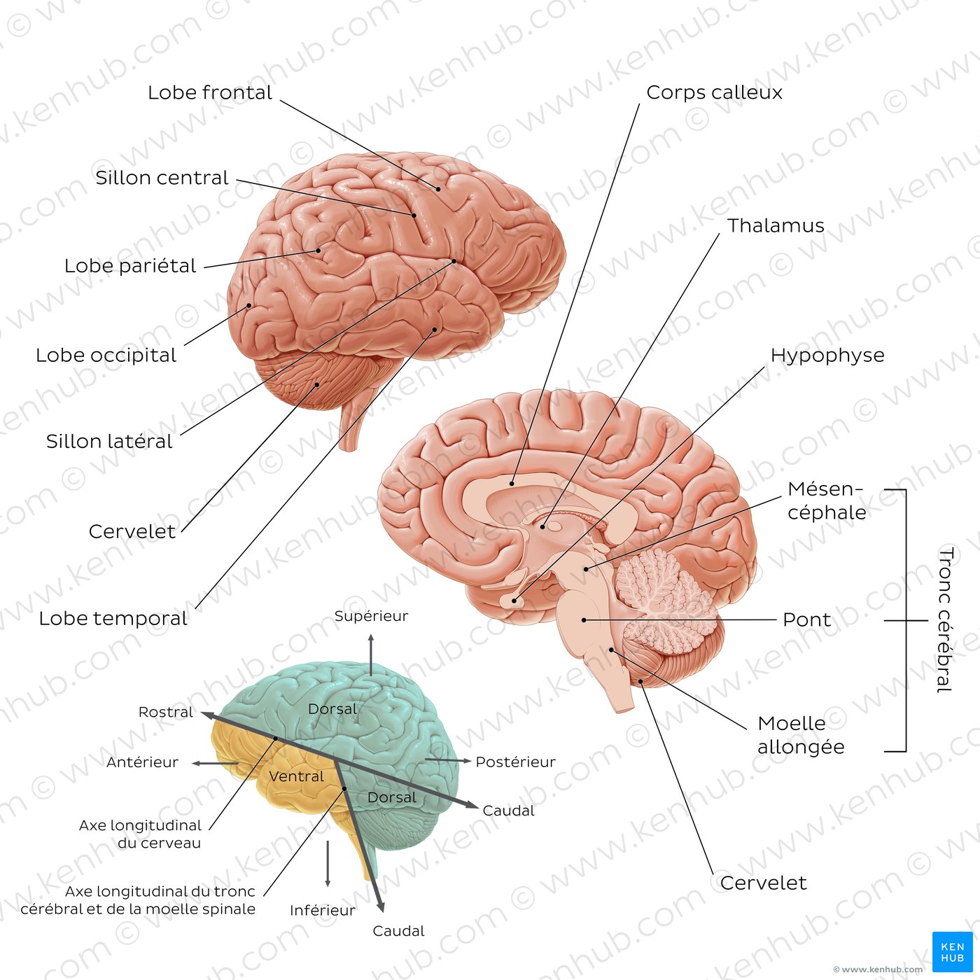 Anatomie de base du cerveau (schéma)