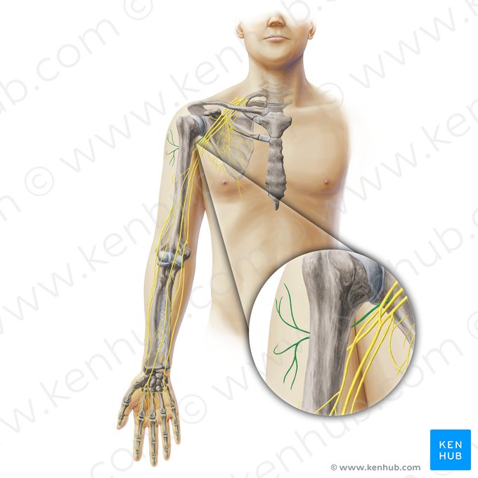 Axillary nerve (Nervus axillaris); Image: Paul Kim