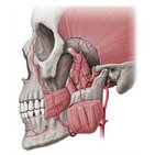 Middle meningeal artery