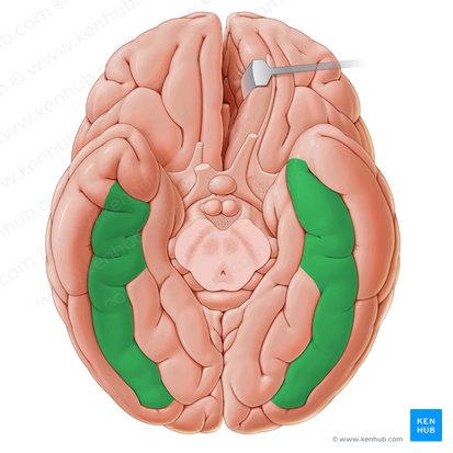 Lateral occipitotemporal gyrus (Gyrus occipitotemporalis lateralis); Image: Paul Kim