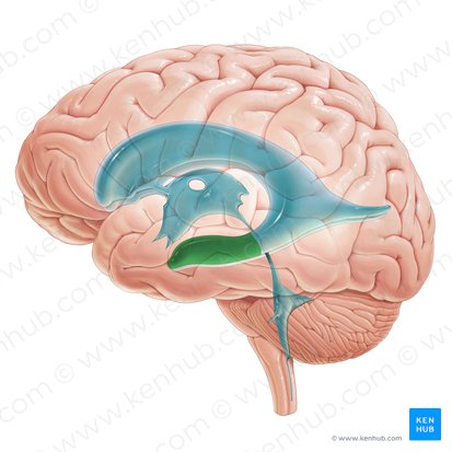 Asta temporal del ventrículo lateral (Cornu temporale ventriculi lateralis); Imagen: Paul Kim